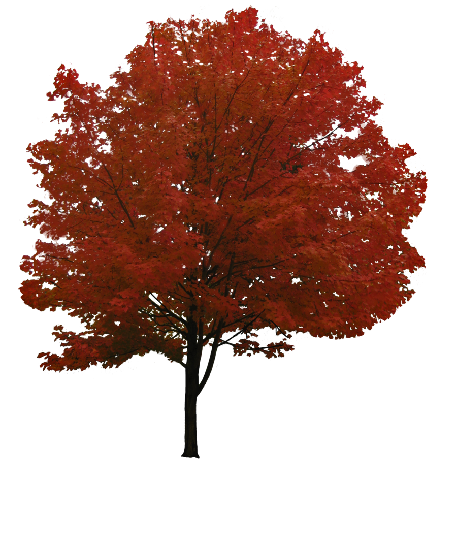 clipart maple tree with falling seeds - Clipground