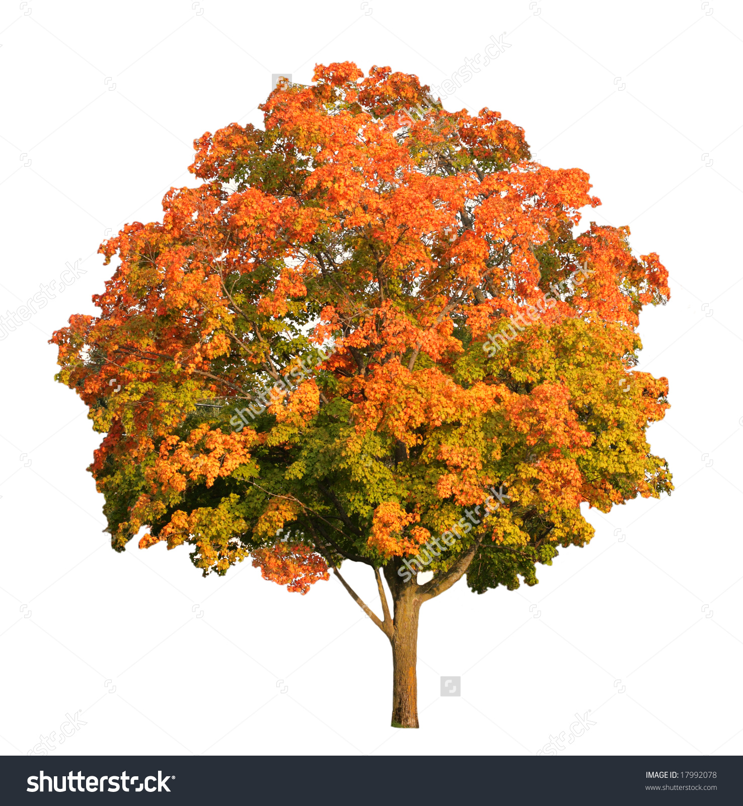 clipart maple tree - photo #12