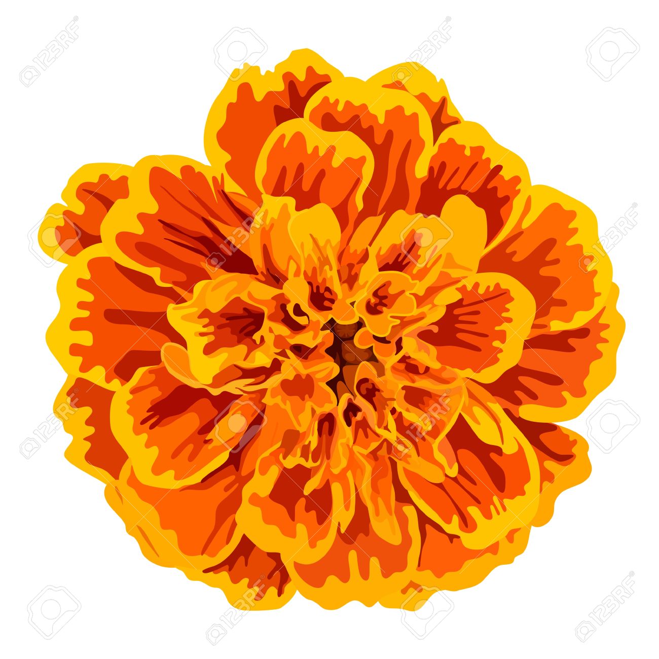 Orange marigolds clipart 20 free Cliparts | Download images on