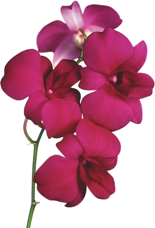 orchid flower clip art free - photo #3