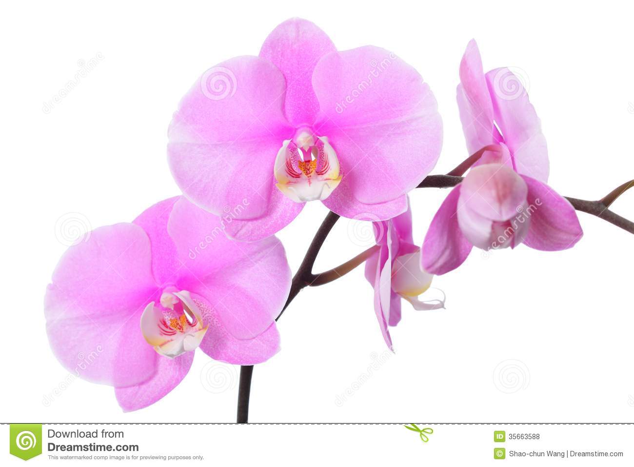 Orchid floral clipart - Clipground