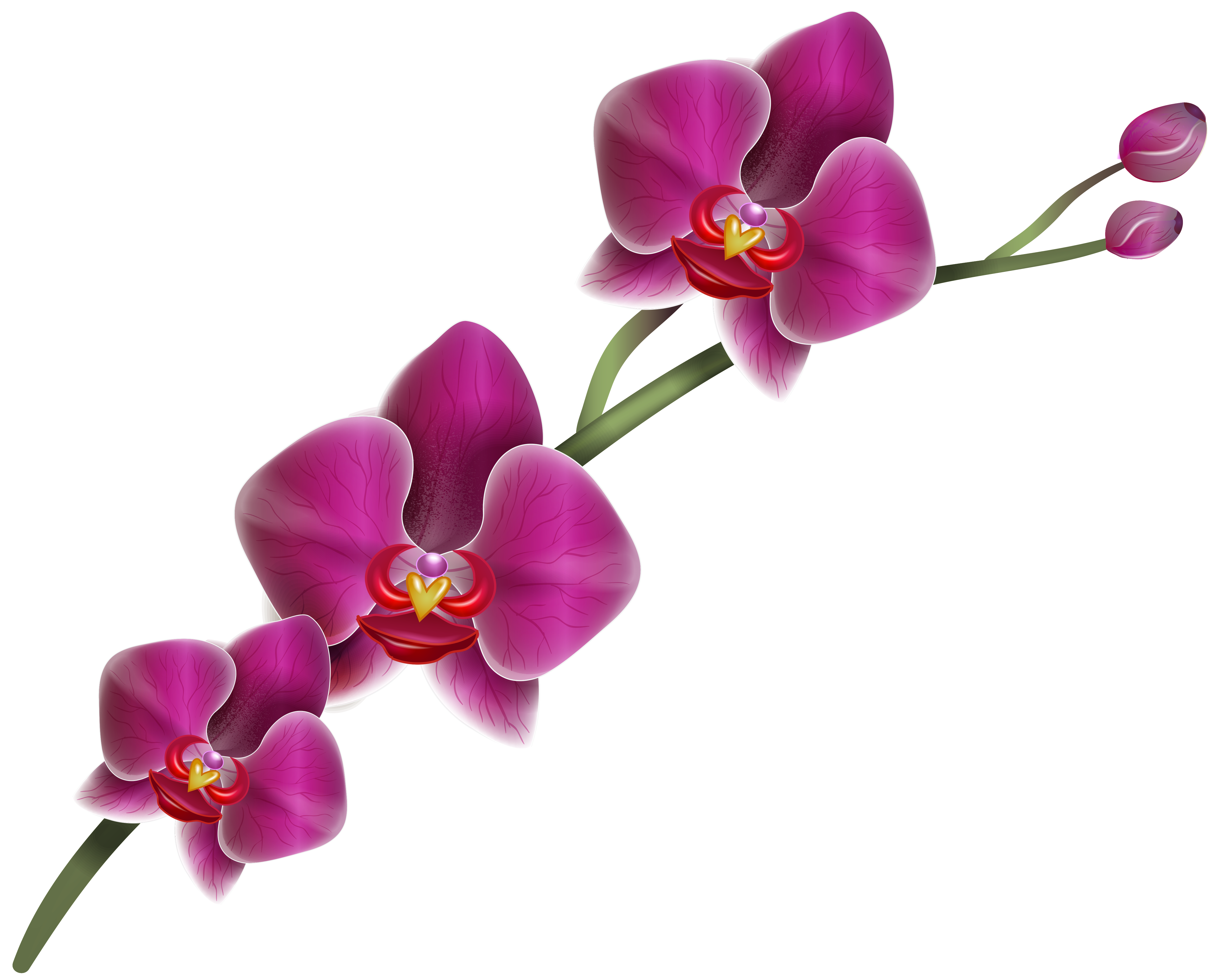 clipart orchid flower - photo #7