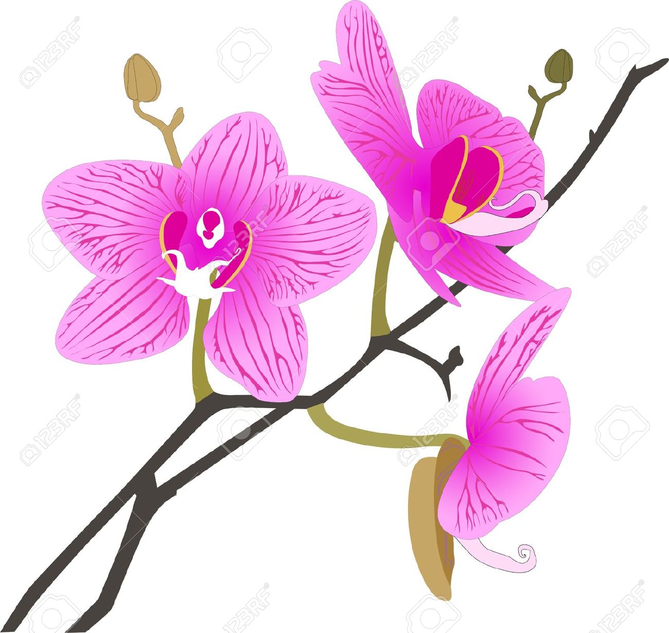 clipart orchid flower - photo #18