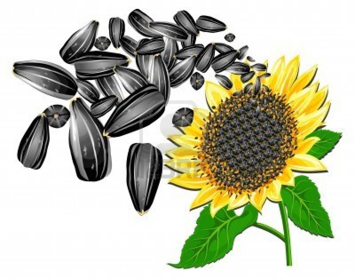 Sunflower seed clipart - Clipground
