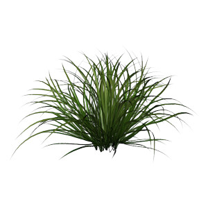 Ornamental grass clipart - Clipground
