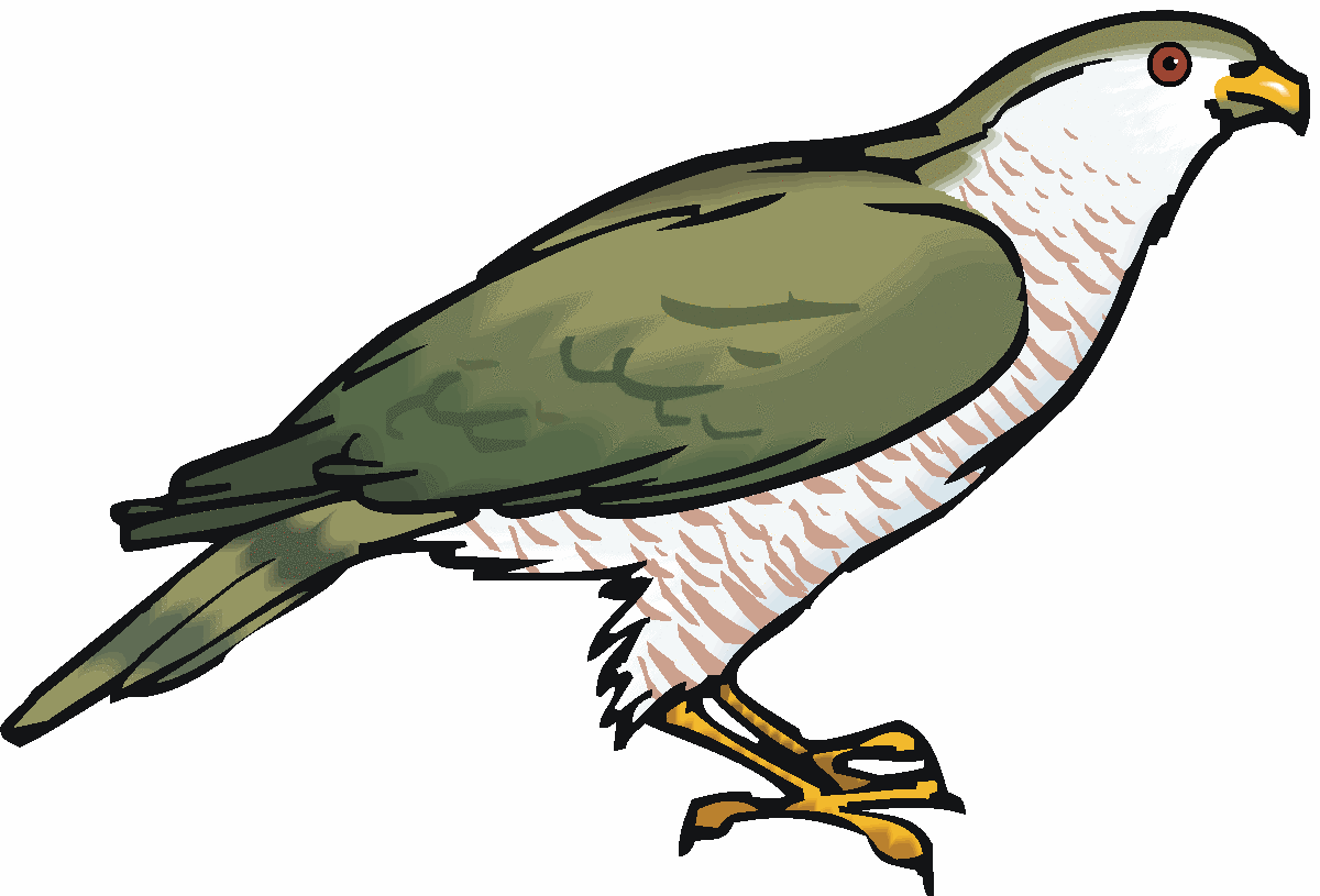 Osprey clipart - Clipground