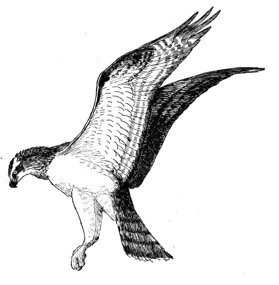 Osprey clipart - Clipground