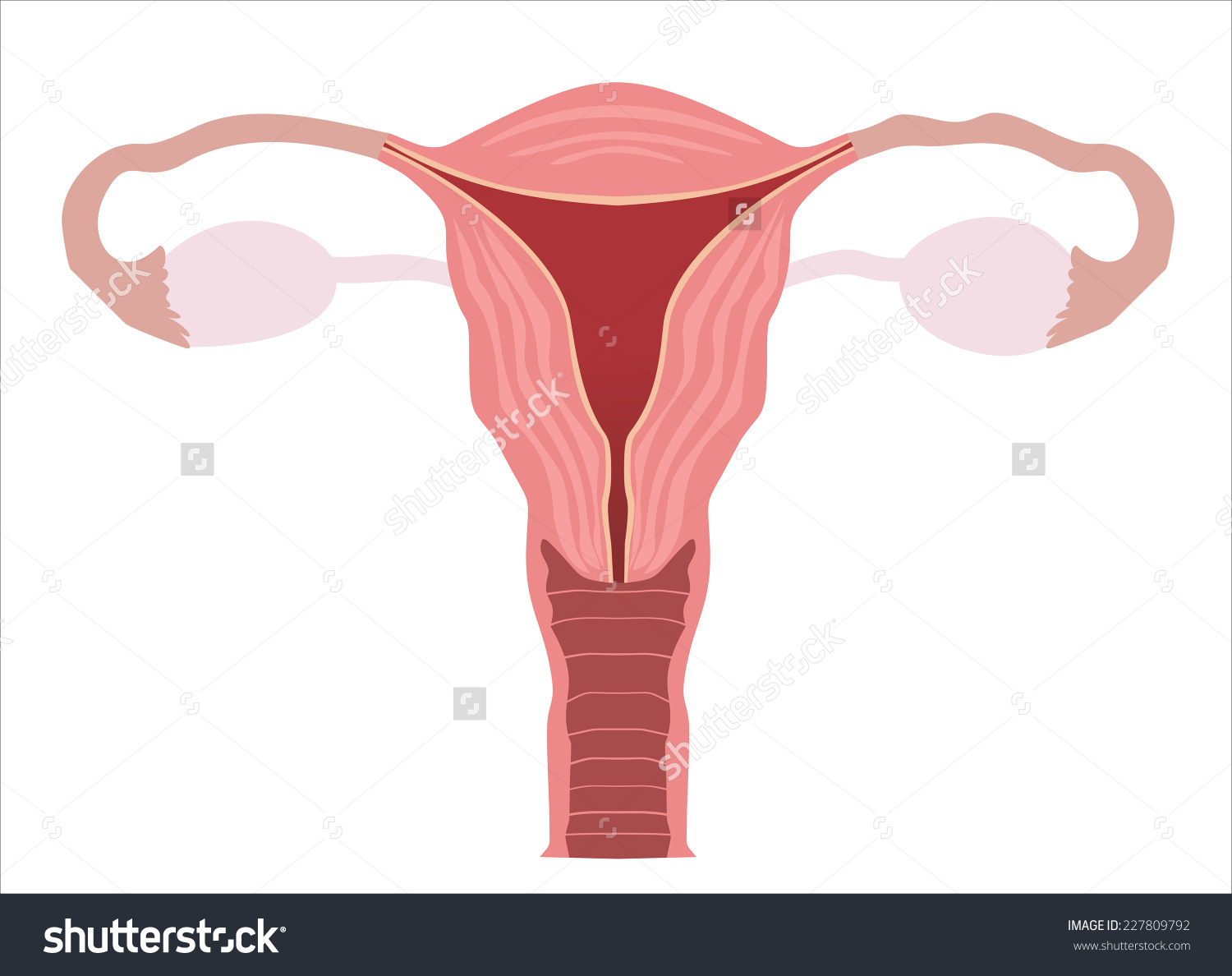 Diagram Labeled Diagram Uterus Ovary Mydiagramonline 5009