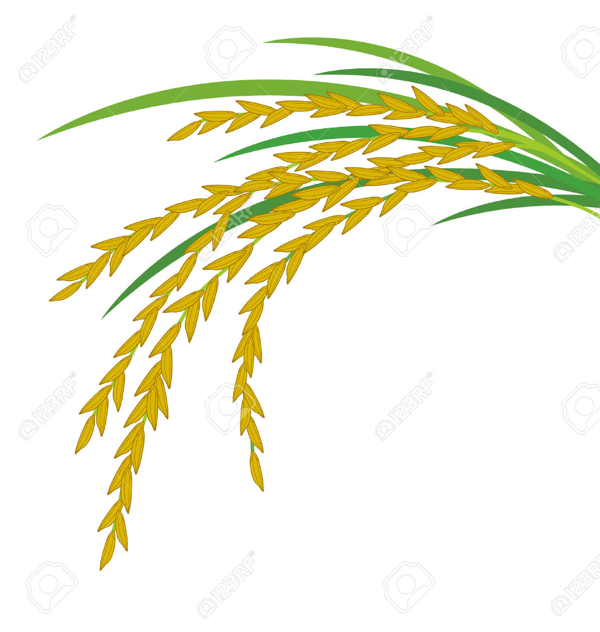 rice plant clipart - photo #43