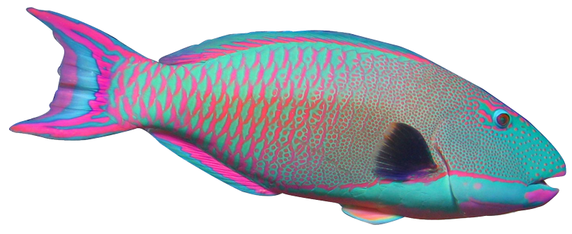 Parrot fish clipart - Clipground