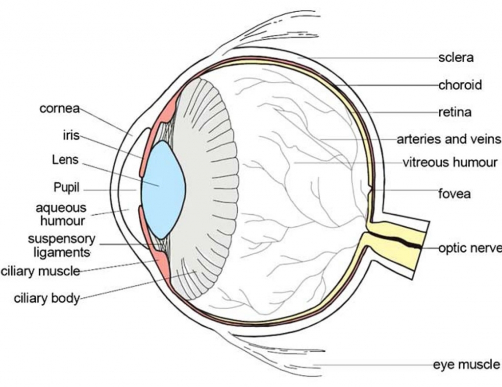 parts of the eyes clipart - Clipground