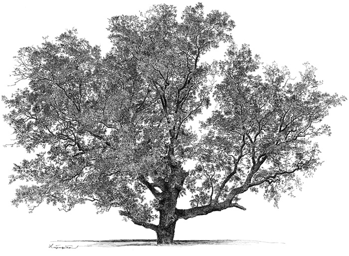Pecan tree clipart 20 free Cliparts | Download images on Clipground 2019
