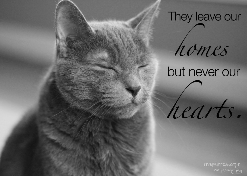 Free Sympathy Messages For Loss Of Pet