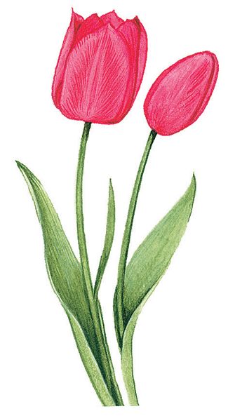 picture single tulip flower - Clipground
