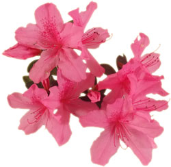 Pink azaleas clipart - Clipground