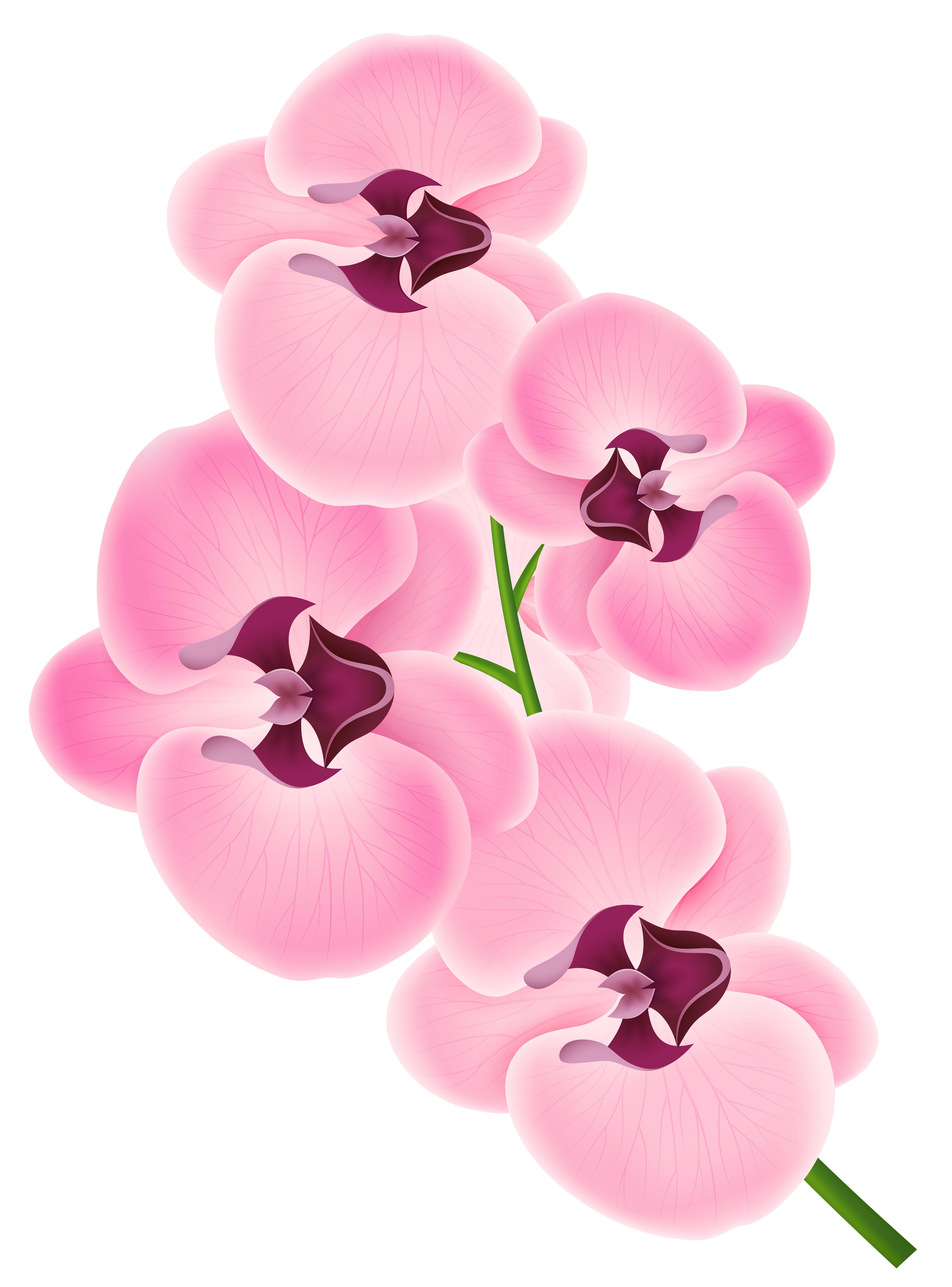 orchid flower clip art free - photo #43
