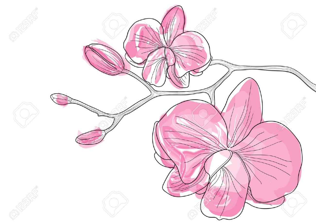 orchid flower clip art free - photo #46