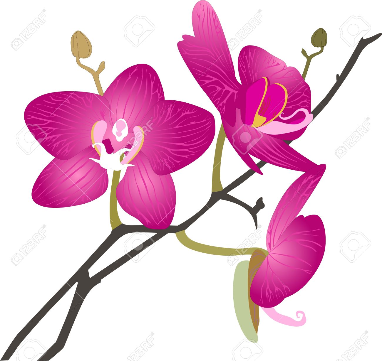 clipart orchid flower - photo #33