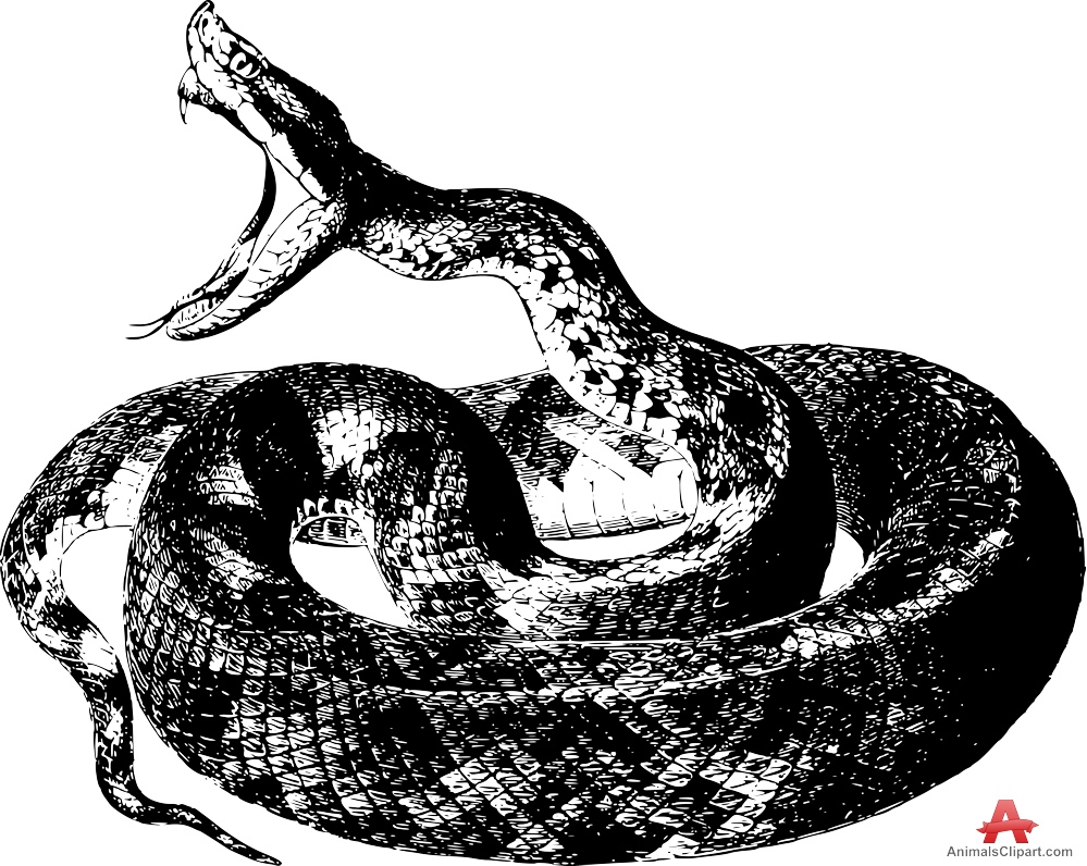 Venomous snake clipart - Clipground