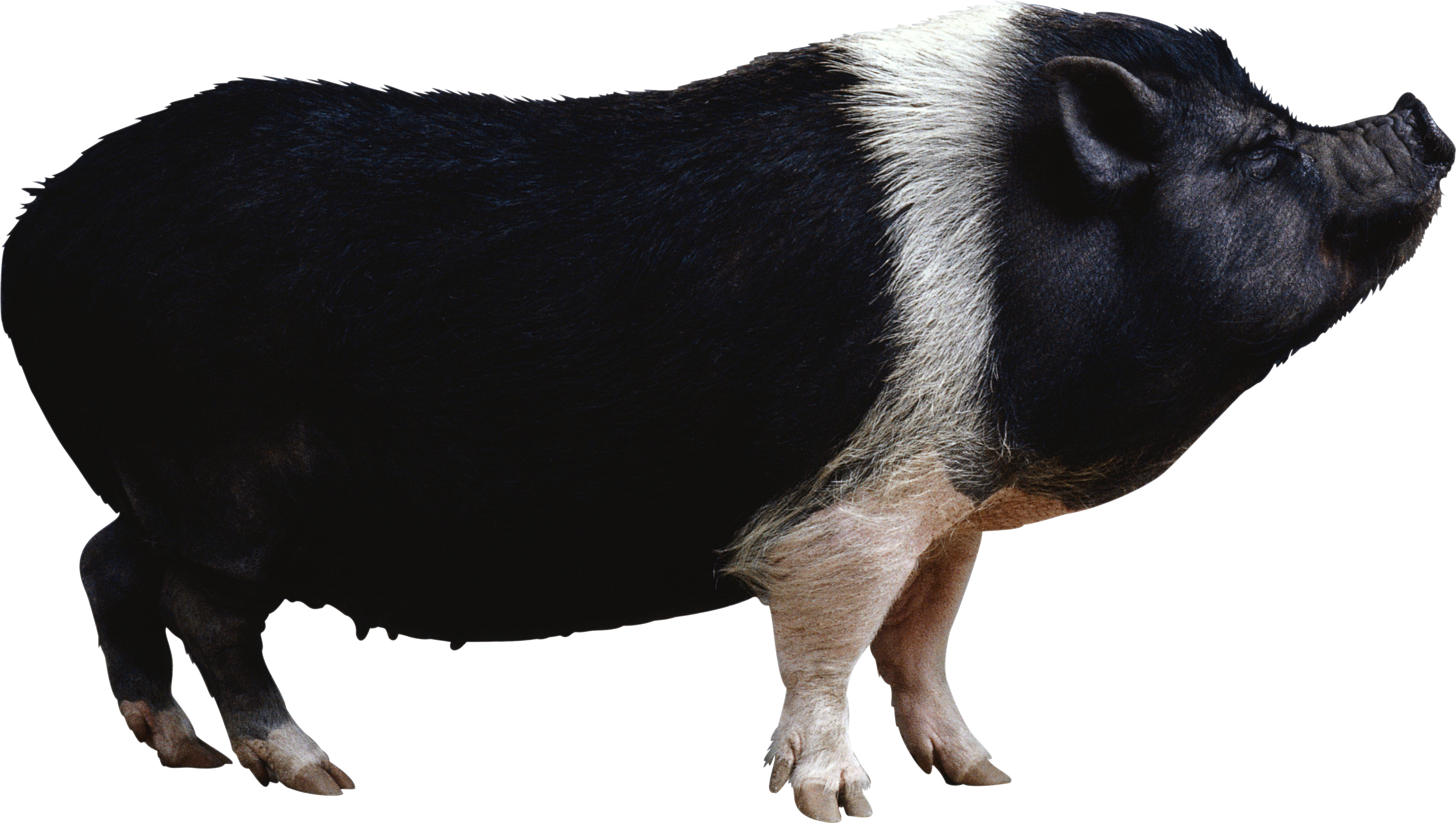 clipart pot bellied pig - photo #4