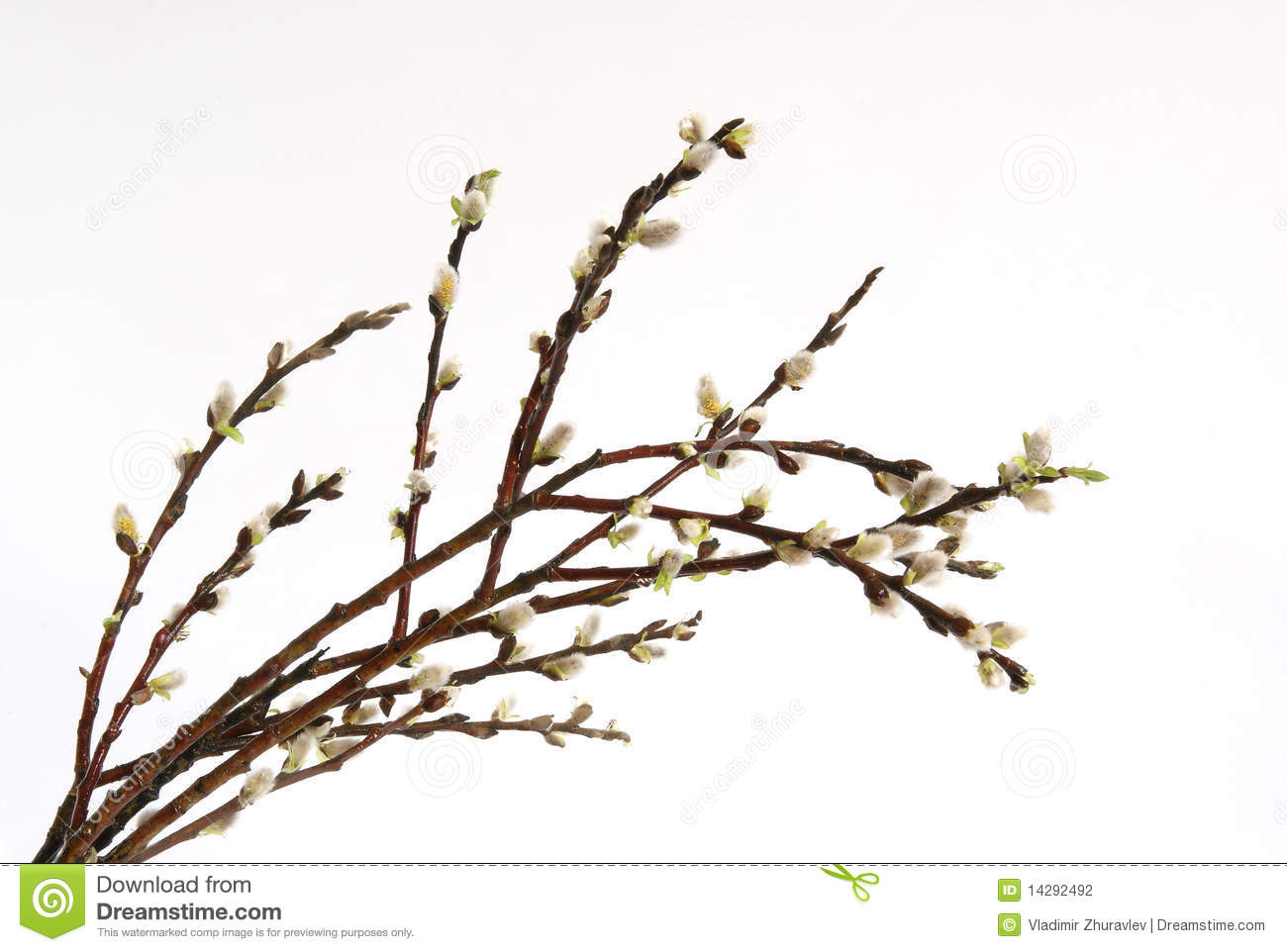 Pussy Willow Clip Art 56