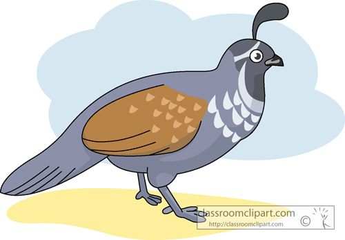 clipart of quail - photo #21