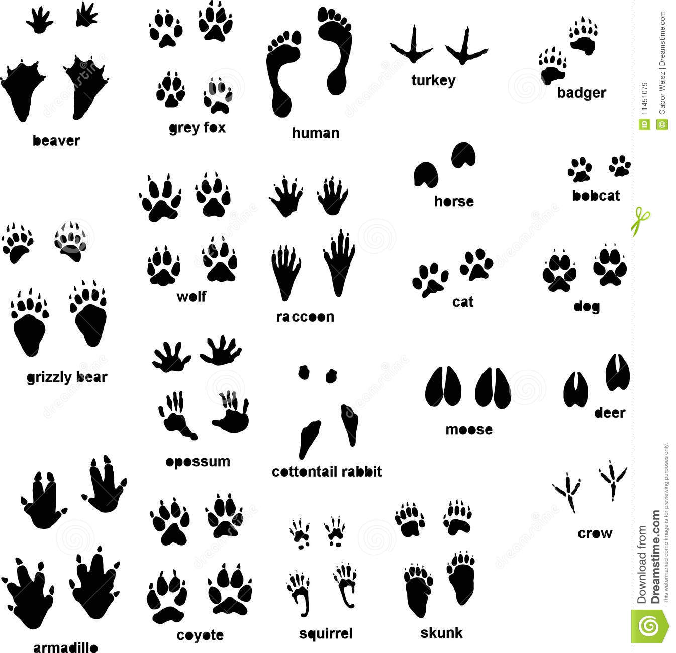 rabbit track outline clipart - Clipground