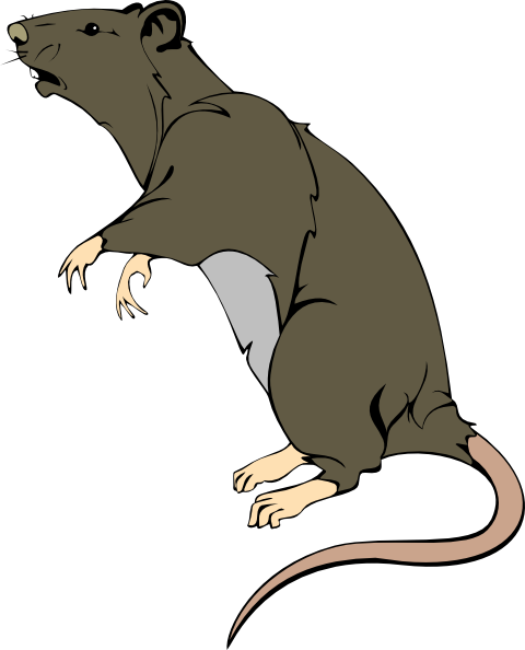 rat clipart transparent - Clipground