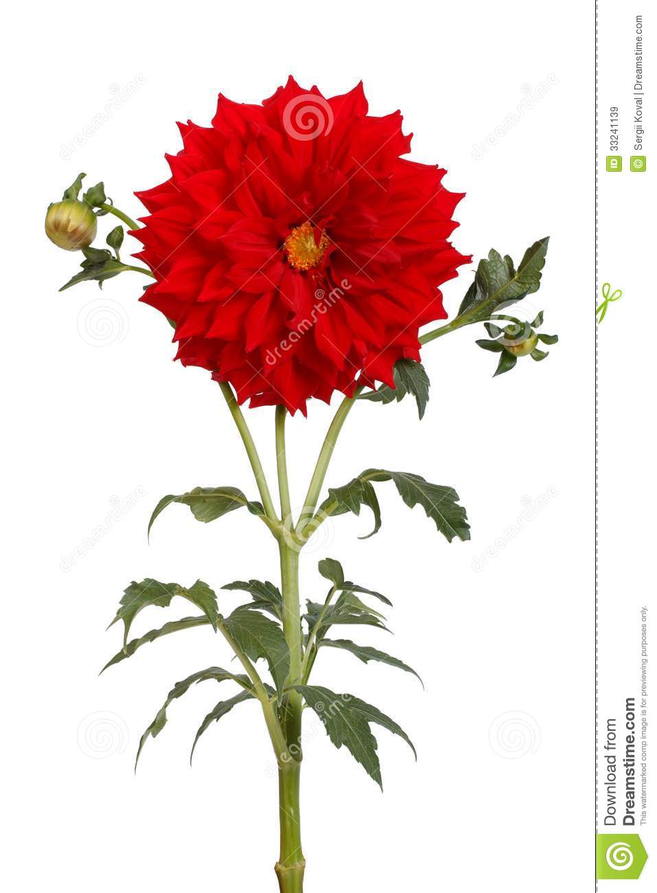 clip art dahlia flowers - photo #19