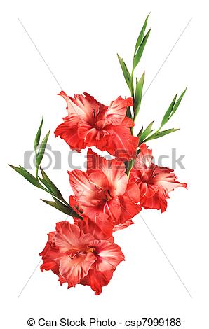 Red gladiolus clipart - Clipground