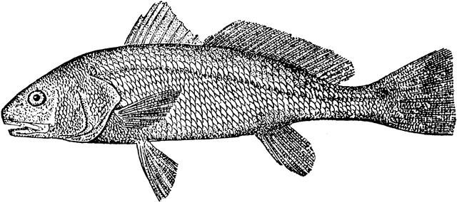 Redfish clipart - Clipground