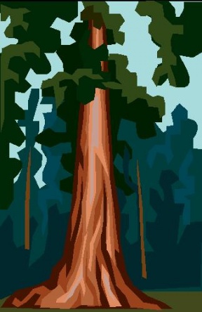 clipart redwood tree - Clipground