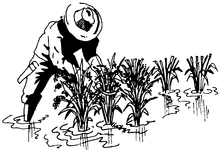 Rice cultivation clipart - Clipground