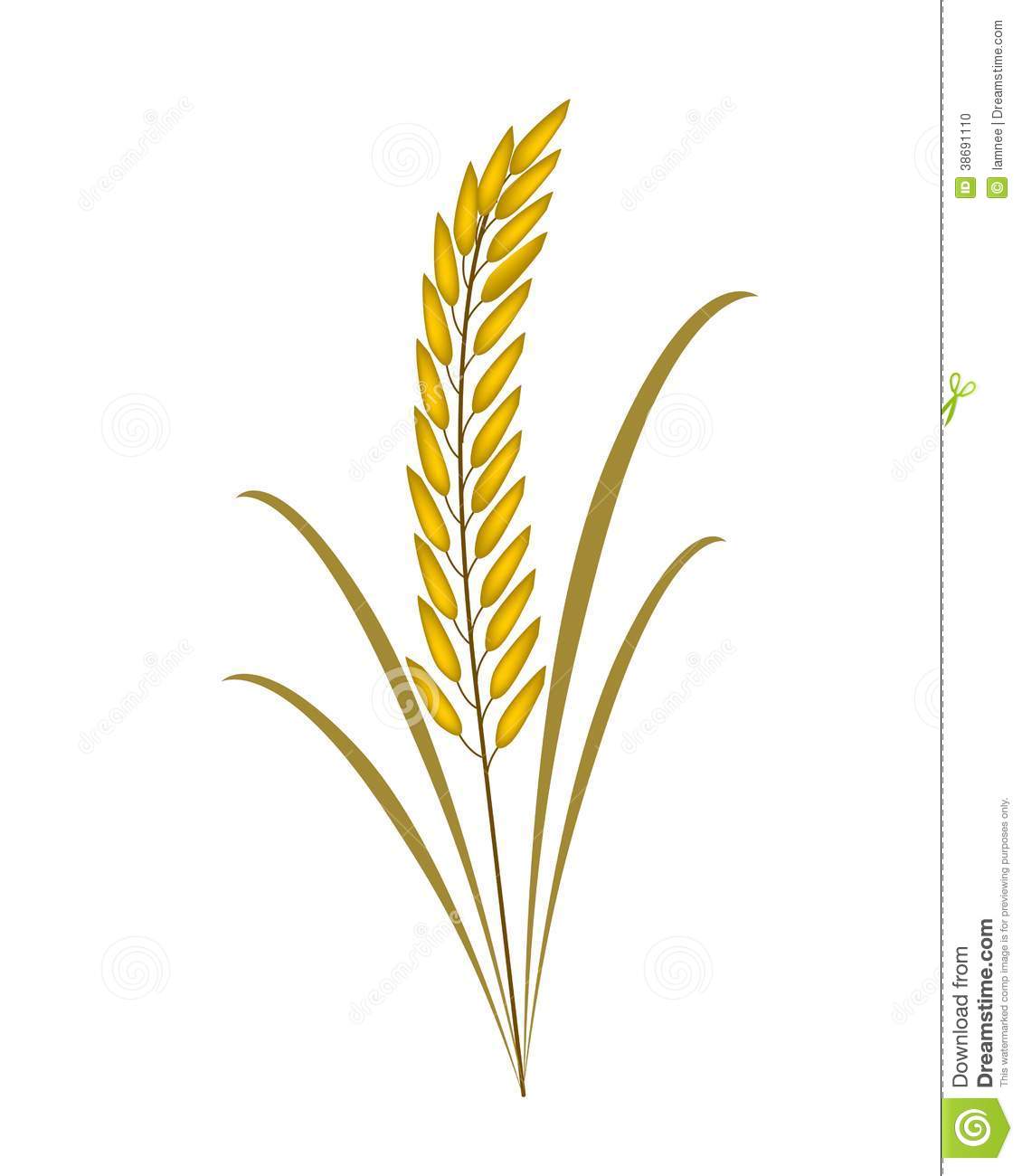 Rice plant clipart - Clipground