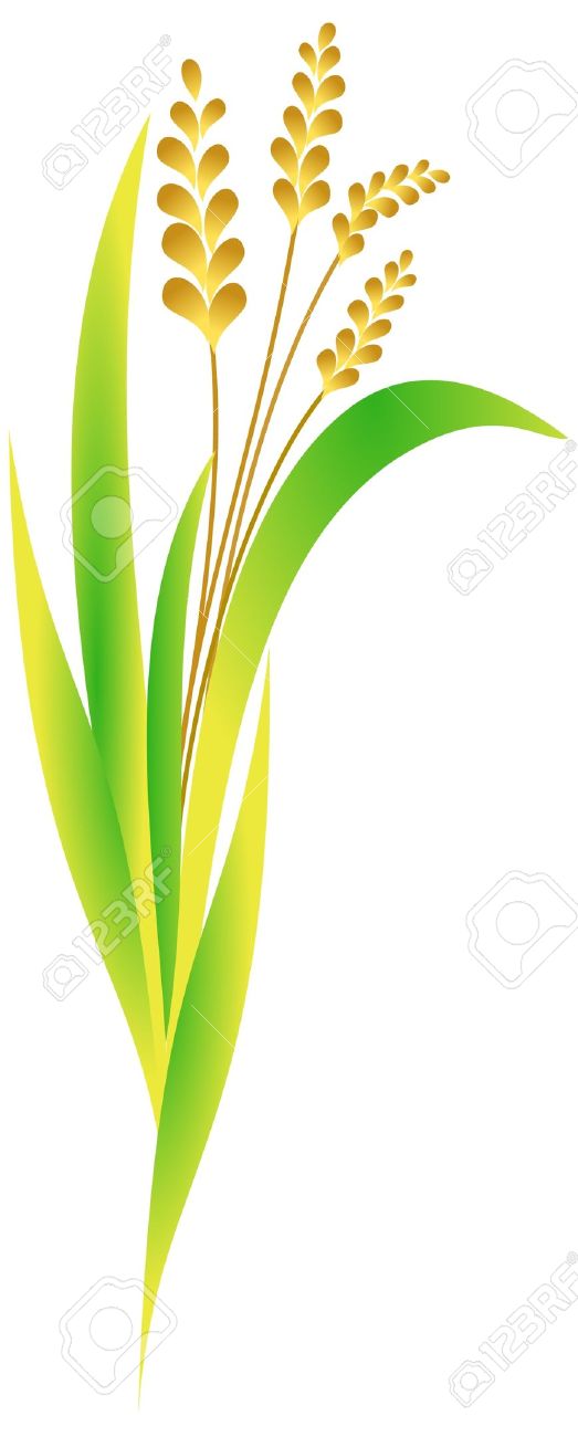 rice plant clipart - photo #48