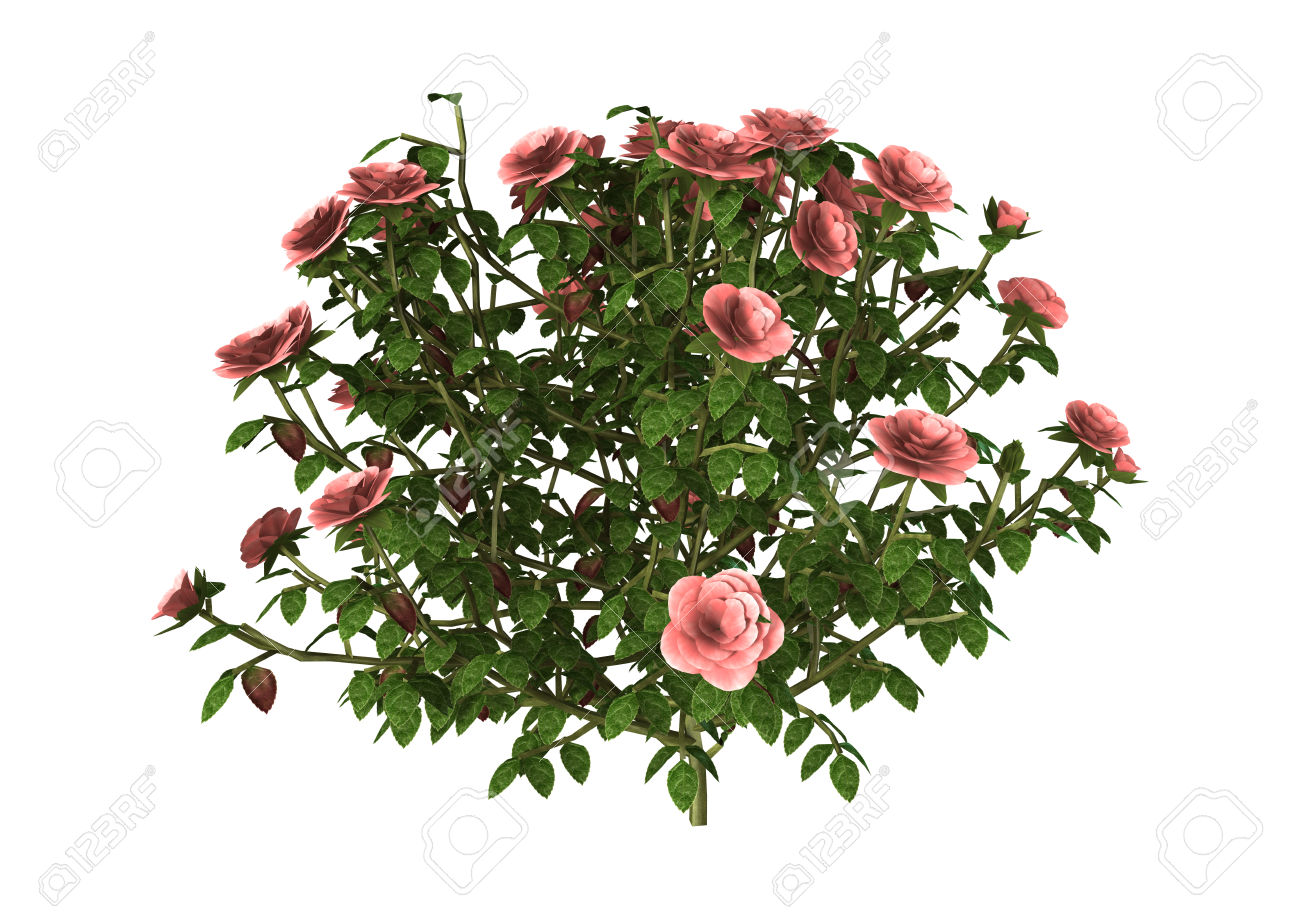 clipart of rose plant - photo #48