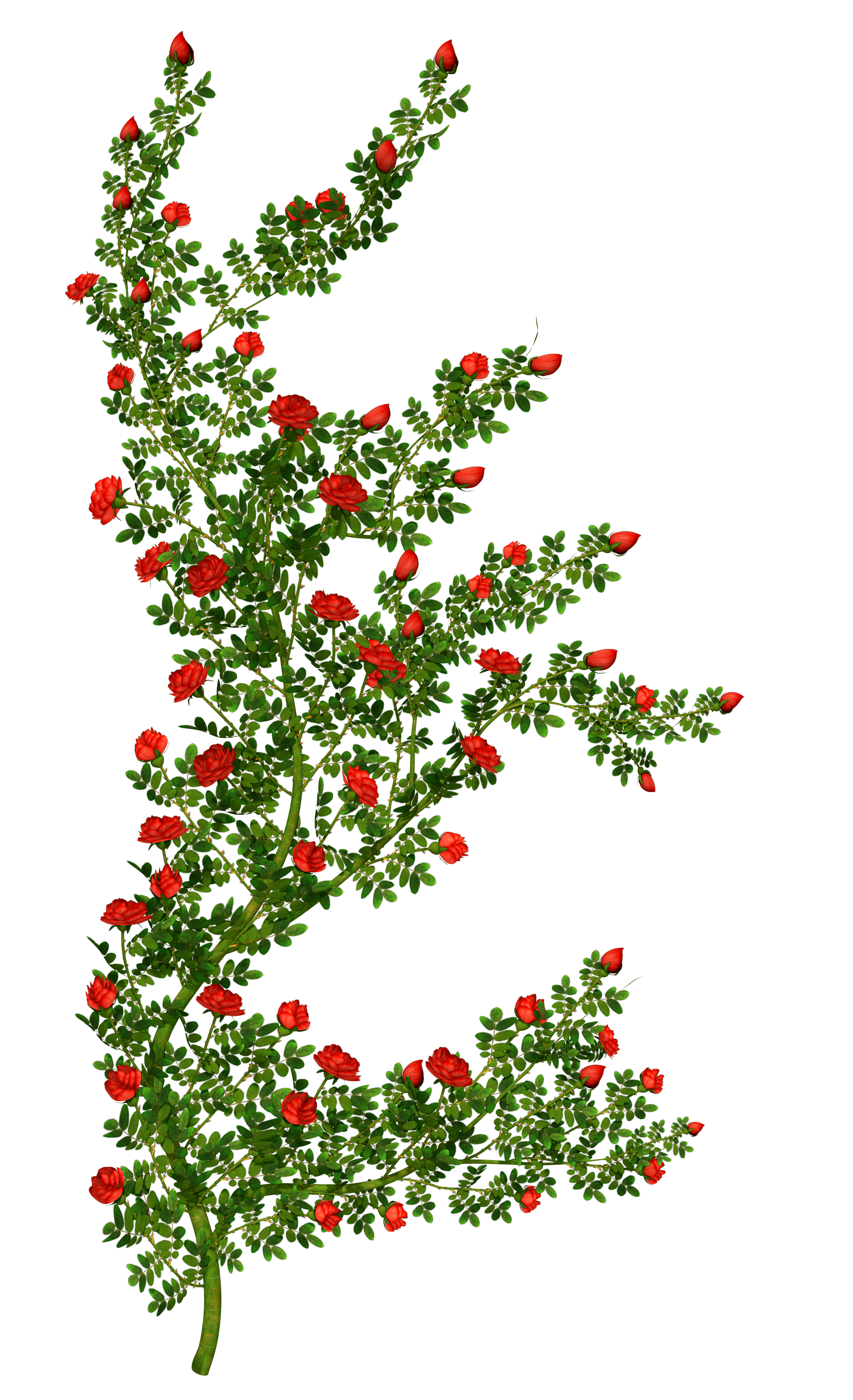 clipart of rose plant - photo #20