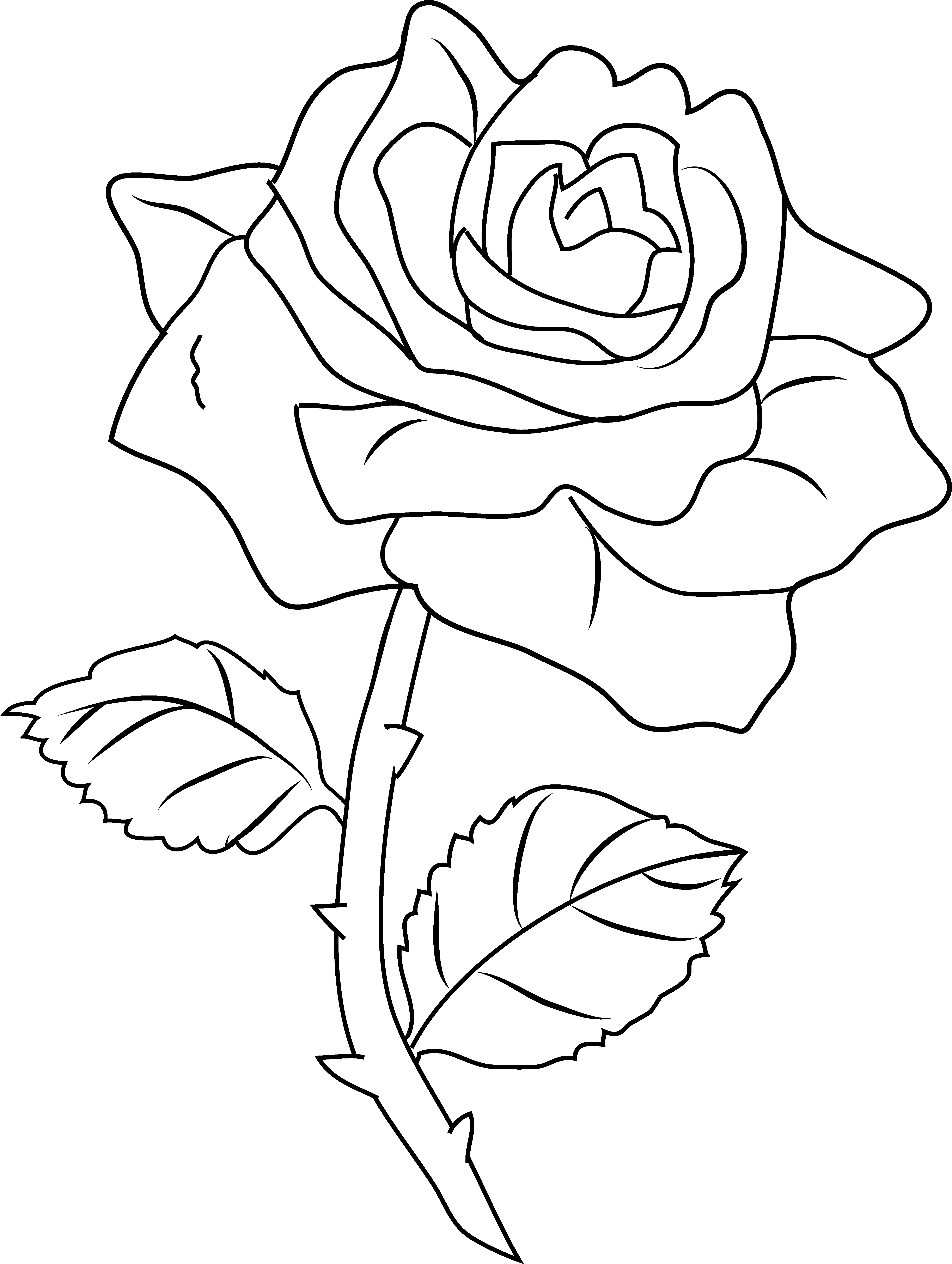 Rose color clipart - Clipground