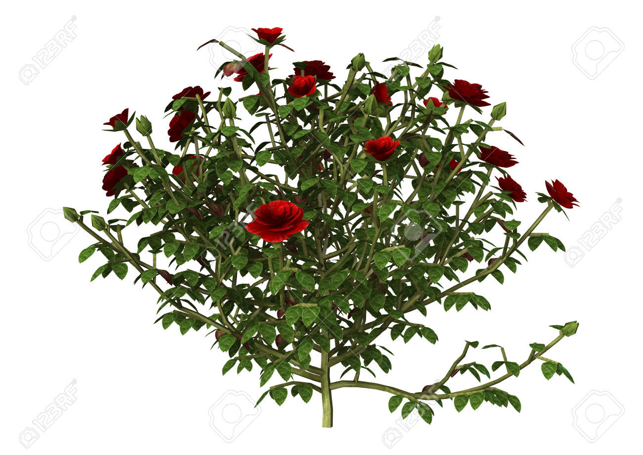 clipart of rose plant - photo #8