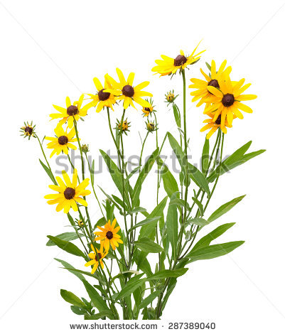 Rudbeckia clipart - Clipground