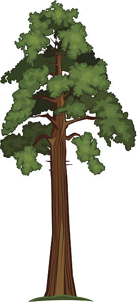 clipart redwood tree - Clipground