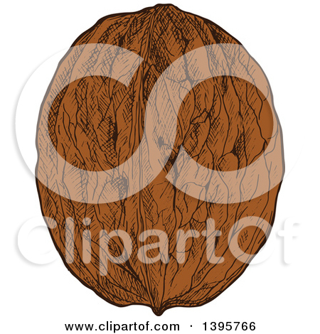 Similar to walnut clipart - Clipground