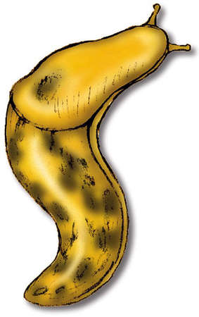 Slug clipart - Clipground