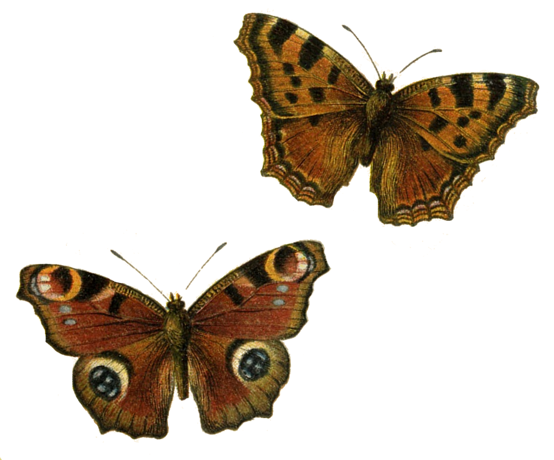 Small brown butterfly clipart - Clipground
