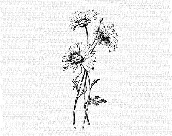 wildflower clipart black and white - Clipground