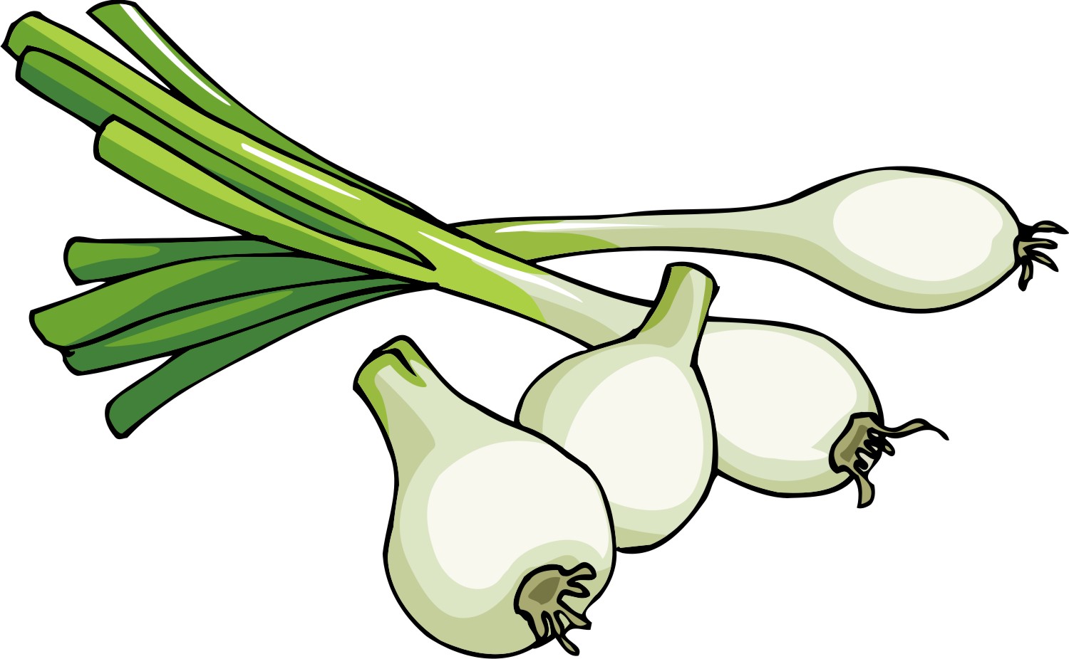 spring onion clipart - photo #6