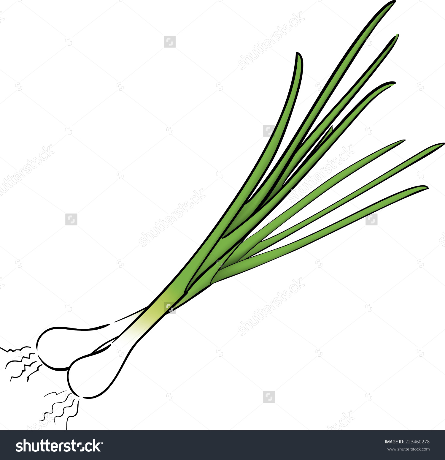 spring onion clipart - photo #12