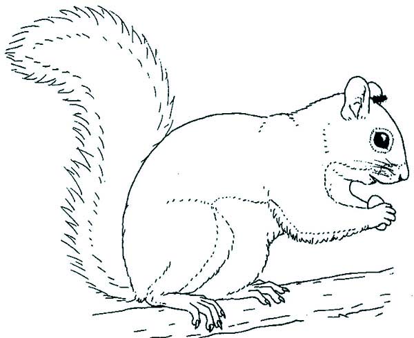 squirrel coloring page clipart - Clipground