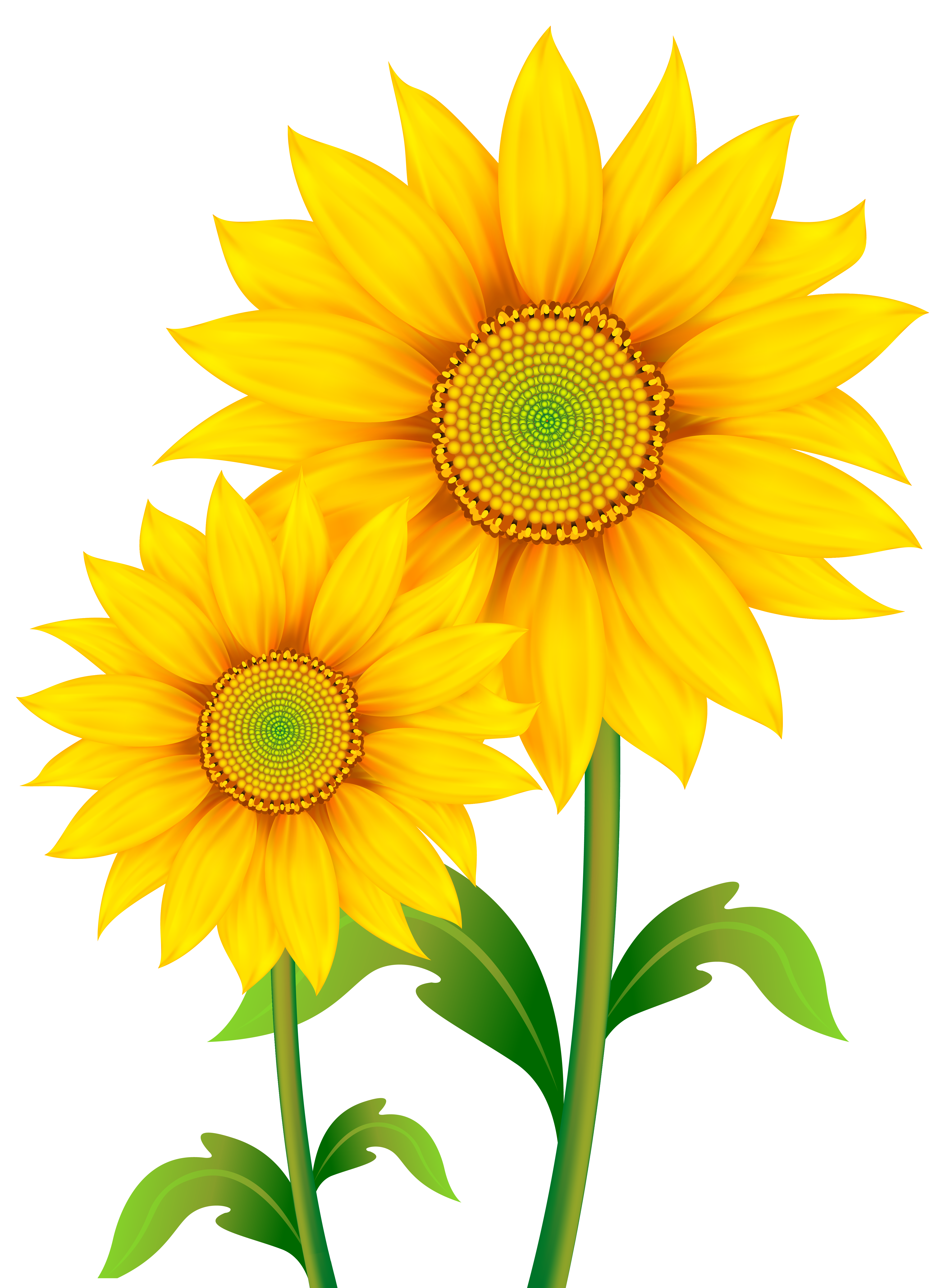 Sunflowers clipart Clipground