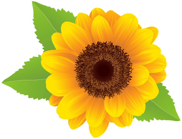 Sunflower clipart - Clipground